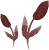 blume